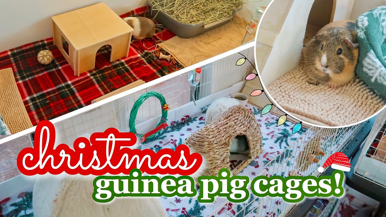 CHRISTMAS GUINEA PIG CAGE TOURS & HAUL! 🎄🎅🏻
