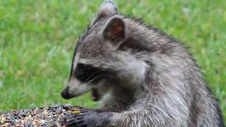 Raccoon eating extremely up close