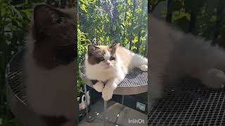 #cat #catlover #catvideos #balconygarden