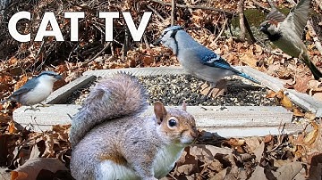 Blue Jays, Red Squirrels and Backyard Animals - 10 Hour CAT TV - June 25, 2023