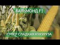 ВАЛЬМОНД F1 - САМЫЙ КРУПНЫЙ ПОЧАТОК СУПЕР СЛАДКОЙ КУКУРУЗЫ!