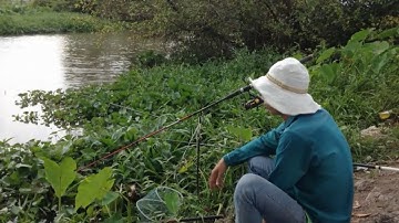 câu cá rô đồng dưới chân cầu bà đội ,hóc môn.