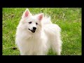 AMERICAN ESKIMO--ESKIE