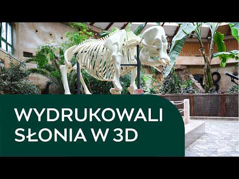 Erna wraca do stada. Szkielet odtworzony w 3D. #Warszawa #Zoo #słoń #druk3d