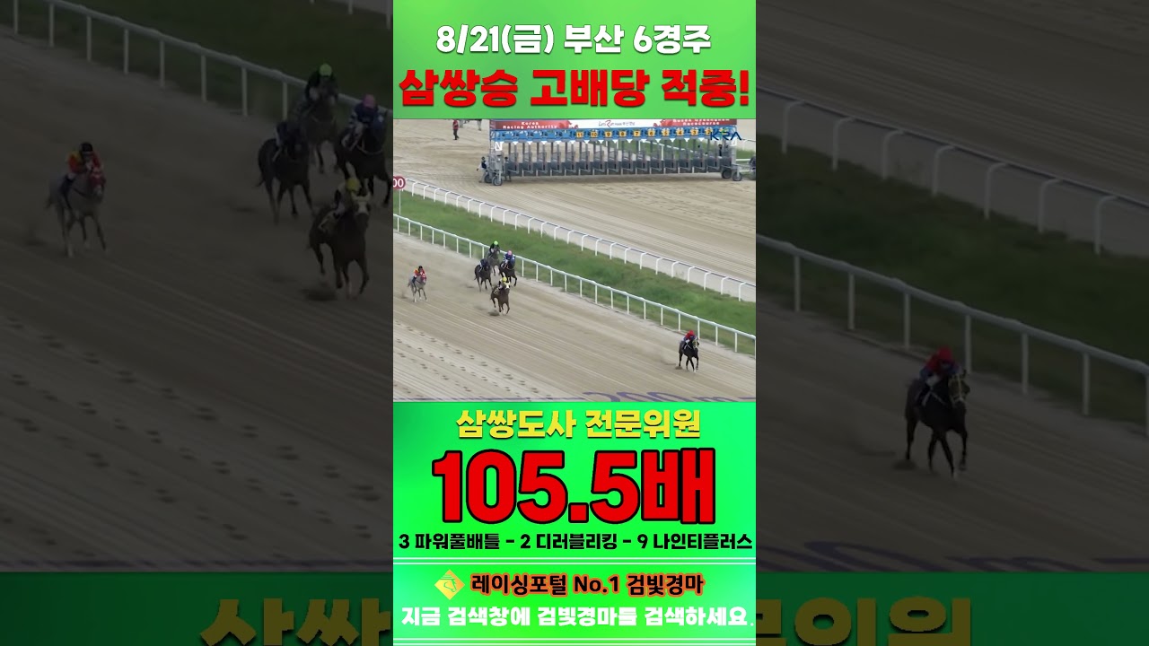 [부산 경마] 8월 21일 금요 6경주 삼쌍도사 전문위원 삼쌍승 고배당 적중 #경마 #horse #한국마사회 #automobile #하이라이트 #riding#게임#뉴스#korean