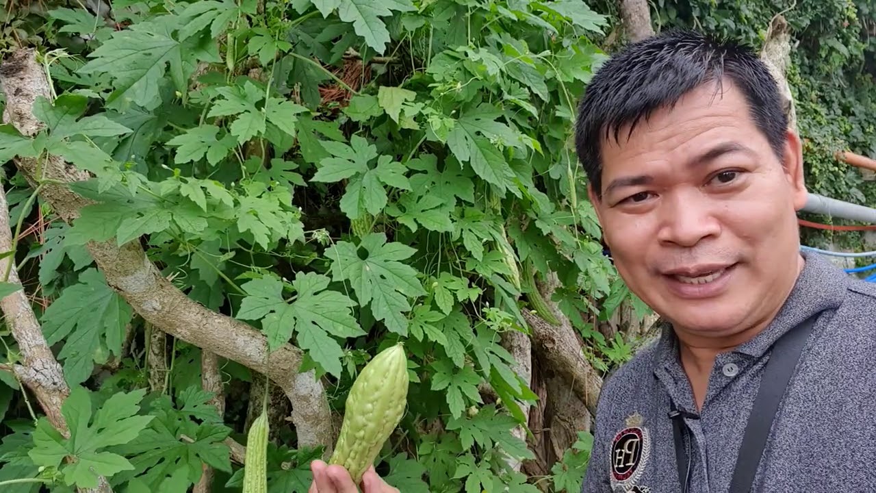 PAGPAPABULAKLAK AT PAGPAPABUNGA NG AMPALAYA (with ENG subs)