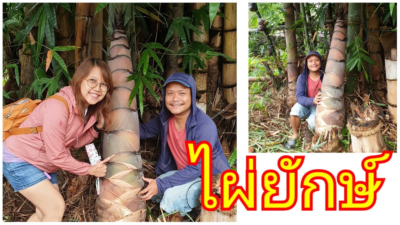 พาไปชมกอ และหน่อ #ไผ่ยักษ์