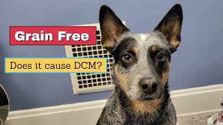 Grain Free Discussion ~ Does It Cause DCM? Allergies? ~ by The Heeler Mama 614 views 3 months ago 12 minutes, 54 seconds