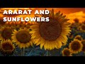 Արարատն ու արևածաղիկները  l Ararat &amp; Sunflowers 🌻 ☀️ 🏔