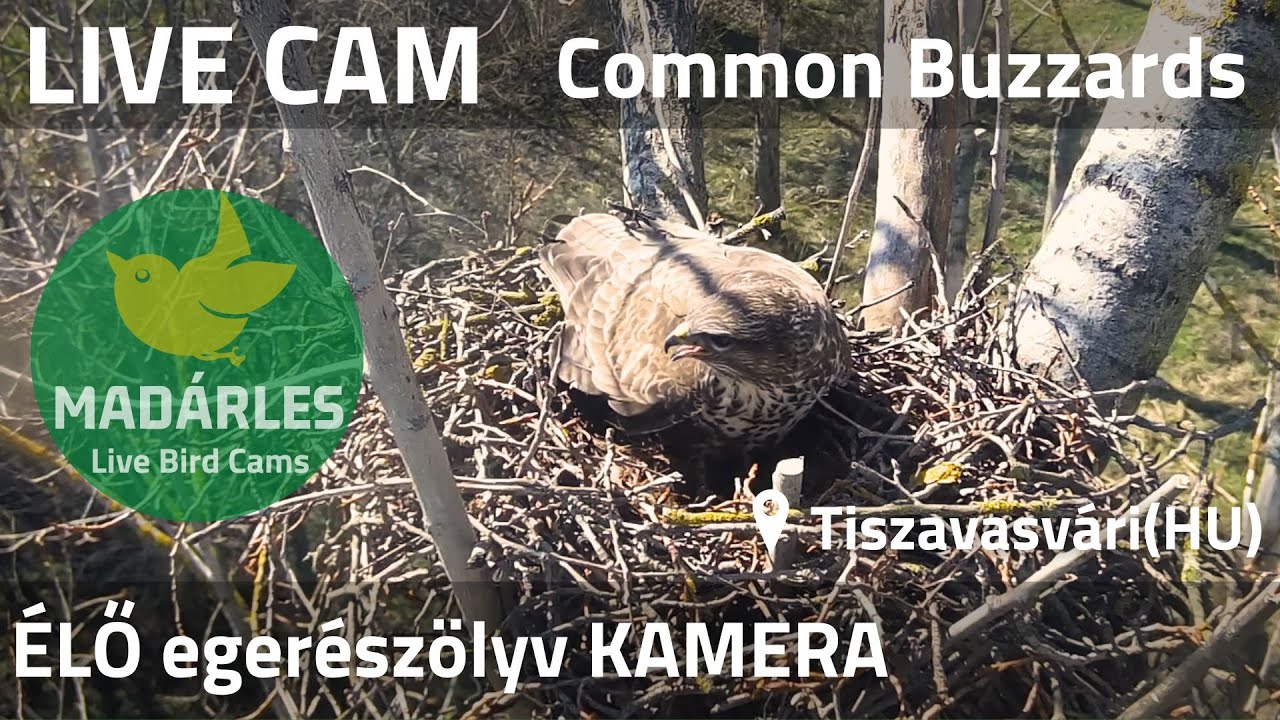LIVE Common Buzzard Nest Cam (Tiszavasvári, Hungary)