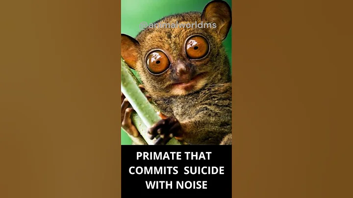 Primate that commits suicide with noise