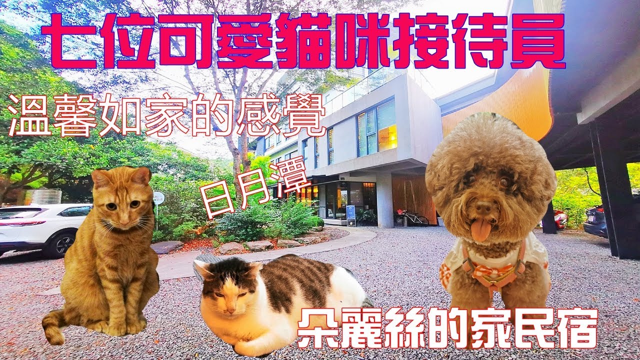【寵物友善民宿-埔里】日月潭朵麗絲的家 七位貓咪招待員︱全景夕陽+飛行傘︱地中海風網美咖啡︱你沒吃過的水果口味豆花★朵麗絲的家民宿★VLOG EP.172