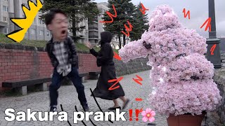 Bushman Japanese Reactions! Cherry blossom (Sakura) Pranks!　Part2 🌸