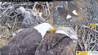 Boone and Jolene bring the fluff 20.03.2026 ETSU Eagle Cameras Johnson City Cam 1 / Cam 3