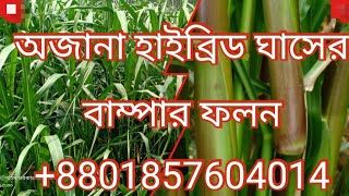 //58// OJANA hybrid grass bumper yield cutting of unknown hybrid grass  8801857604014