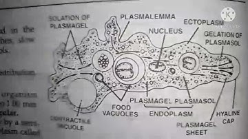 amoeba classification, habitat, and comments zoology practical bsc1 best handwritten study notes