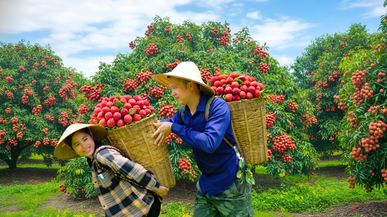 Harvesting lychees for sale, tending the garden - How to make traditional rice cakes