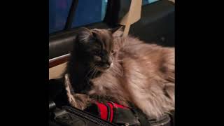 Surviving Story3 Months In A Car During Cold Weathermy Complaint Against Ministèremess