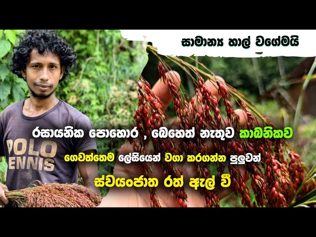 කාබනිකව ගෙවත්තෙම ලේසියෙන් වගා කරගන්න පුලුවන් ස්වයංජාත රත් ඇල් වී  වගාව කරන්නෙ මෙහෙමයි
