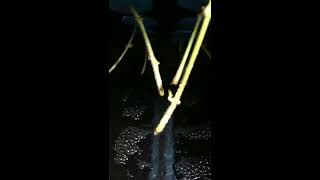 Update on the clones and seeds