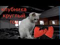 Как вырастить клубнику зимой.. 2 этап. Совместный бизнес с котом.