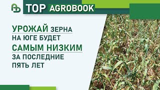 видео: Урожай зерна на юге будет самым низким за последние пять лет | TOP Agrobook: обзор аграрных новостей картинка: Урожай зерна на юге будет самым низким за последние пять лет | TOP Agrobook: обзор аграрных новостей