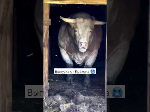 выпускают быка весом 2тонны #subscribe #cute #viral #ферма #сельскоехозяйство #bull #trending #бык