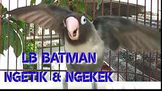 Lovebird Ini Ampuh Pancing Lakbet Lain agar ikutan bunyi || Lovebird batman fighter