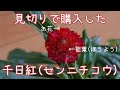 【花もち抜群】千日紅(センニチコウ)ストロベリーフィールド