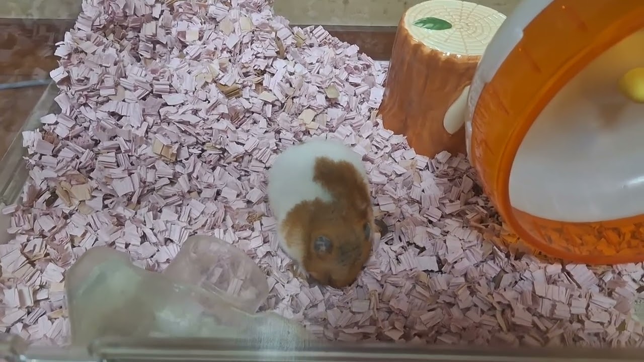 かじり木に夢中