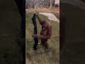 Orangutan Puts on Man's Jacket || ViralHog