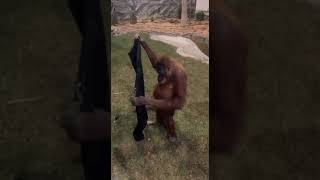 Orangutan Puts on Man's Jacket || ViralHog