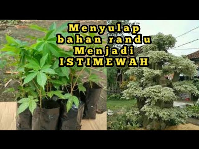 Cara membuat randu menjadi bonsai ISTIMEWAH !!! class=