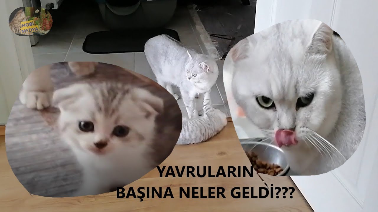 Erkek Kedi Yavrulara Zarar Verir Mi Baba Kedi Ilk 2 Ay Yavrulara Nasil Davrandi Youtube