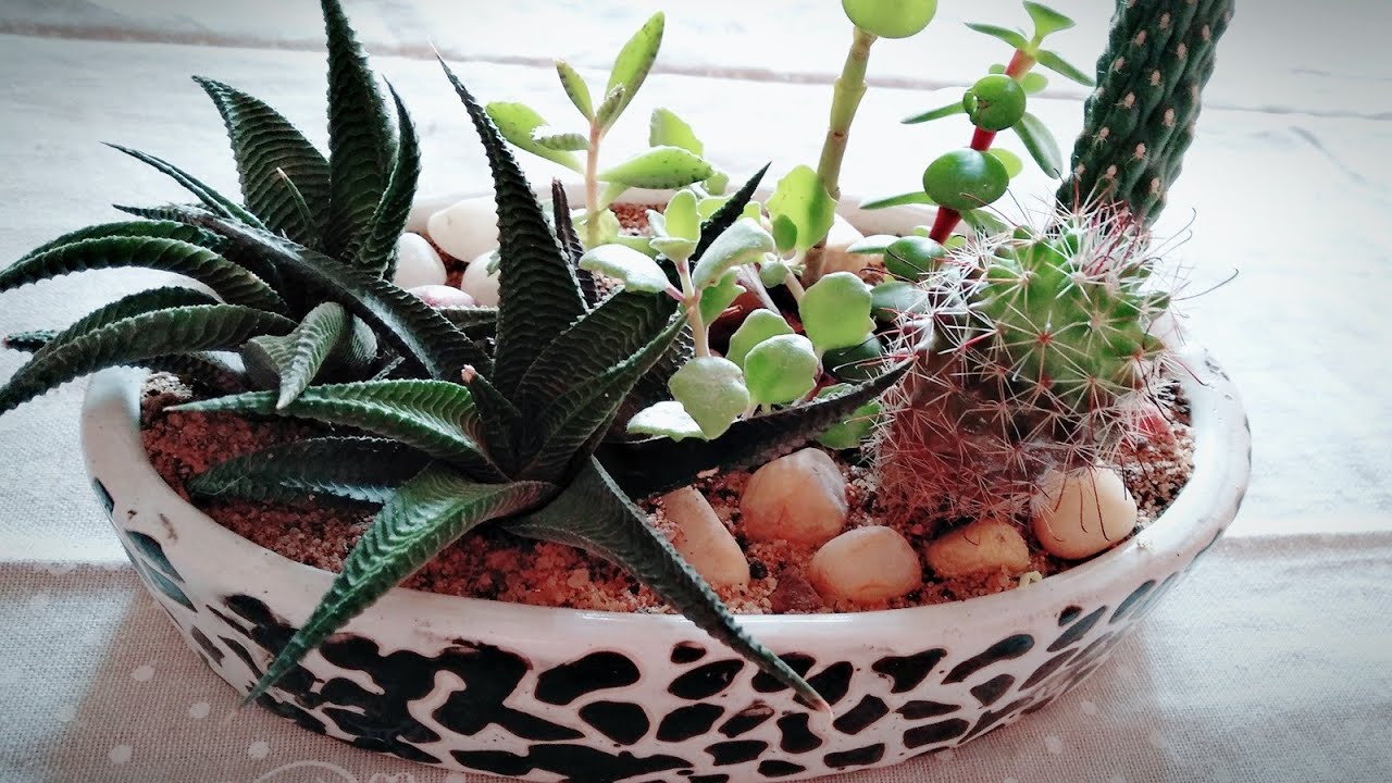 How to make a Succulent arrangement/Dish garden/ fairy garden