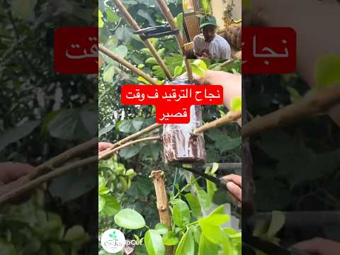 الطريقة اللي المزارعين المحترفين بيستخدموها لتكاثر الأشجار بدون خسارة الأصل