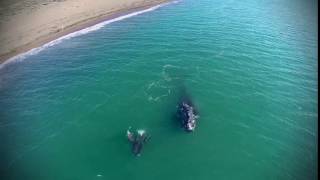 SPOT BALLENAS PUERTO MADRYN 2016