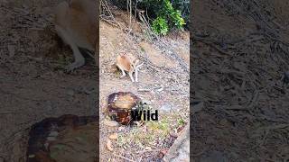 wallaby! #australia #wildlife #nature #shorts #short #shortsfeed #youtube #subscribe #sub #youtuber