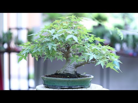 วีดีโอ: บอนไซ วิธีเพาะเมล็ด ปลูกบอนไซจากต้นสน โอ๊ค เมเปิ้ล