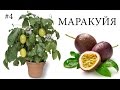 Как вырастить МАРАКУЙЮ в домашних условиях