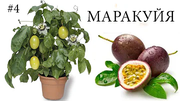 Как вырастить МАРАКУЙЮ в домашних условиях
