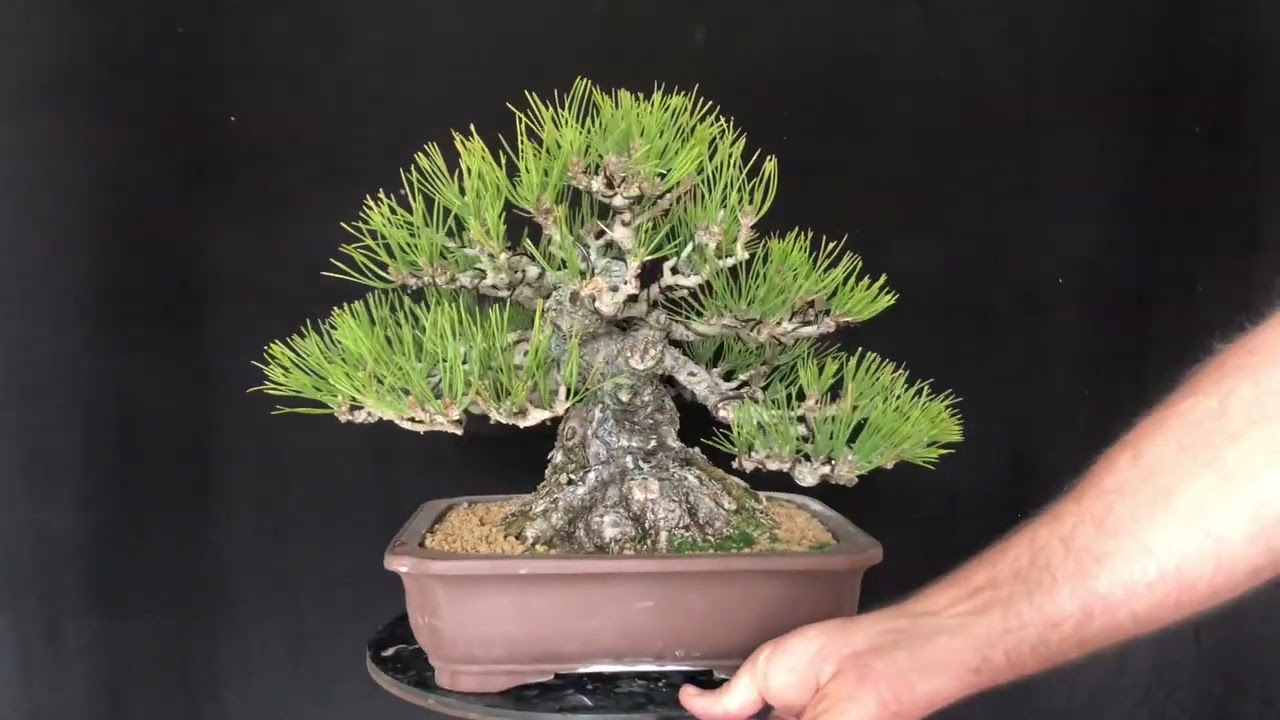 Trasplante pino negro 2022