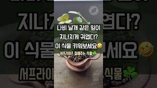 #식물추천 #식물키우기 귀여운 식물은 참을 수가 없어요😂🪴