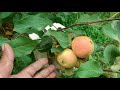 яблони в саду в якутии