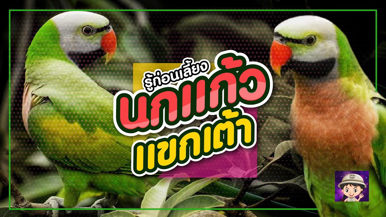 นกเเขกเต้า รู้ก่อนเลี้ยง Alexandrine parakeet 