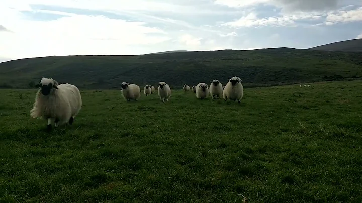 Valais Blacknose Sheep at Raymond Irvine's Farm in...