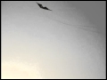 Freilein ninja trick stunt kite 2