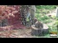 WHF Amur Leopard Cubs 2012 - playing with Mum at 11 weeks old