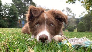 Border Collie Echo 14-16 weeks. Puppy doing tricks 🐶❤️