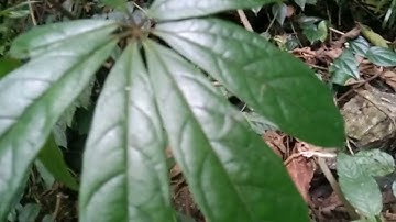 Cây ngũ gia bì gai hay nhục thung dung nam . chữa bệnh gai đôi vôi hóa cột sống .đại tràng co thắt